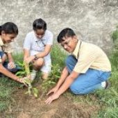 Tree Plantation